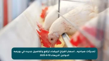 تحديثات صباحية.. أسعار الفراخ البيضاء ترتفع وتفاصيل جديدة في بورصة الدواجن الأربعاء 10-9-2025